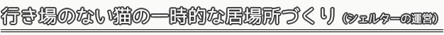 行き場のない猫の一時的な居場所作り（シェルターの運営）