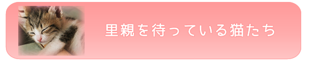 里親を待っている猫たち